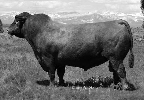 Reference Sires Ref Sire C 5L COUNTRY ROADS 466-475Y Reg.