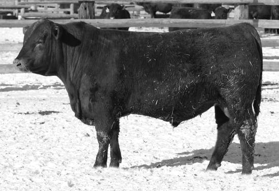 CHEROKEE CNYN 4912 LOOSLI LOIN 279 36.0 4.8 4.15 14.22 Welcome to our annual Loosli Red Angus Bull Sale. We sincerely appreciate your interest in our program.