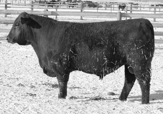 Started at 69 lbs actual birthweight and has a 1157 adjusted yearling weight with great ratios of 92 BR, 109 WR, 106 YR, and a 102 WDA ratio.