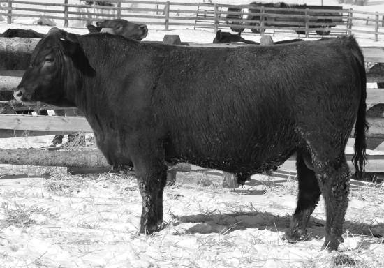 58 Solid bull that will catch your eye with performance numbers to match. He has a 108 WR, 106 YR, 104 WDA and 103 REA ratios. He sports top 21% WW, 15% YW, 24% MILK, 12% HPG, and 15% CW.