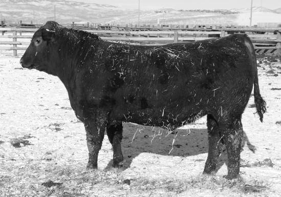Very well put together bull that will catch your eye with his 116 WR, 116 YR and his great growth numbers of EPDs in the top 5% and 10% respectively. LOOSLI SPECIAL FORCES 780 16 17 BW....74 BR....88 WW.