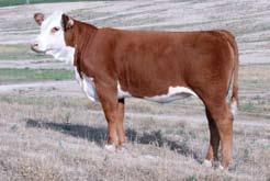 Circle S West Hereford Cattle 4525 North 1100 East Buhl, Idaho 208-543-8693 208-731-4714 Circle S West would like to thank and welcome you to the first Stallings Herefords On The Horizon Sale.