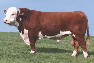 Reference SireS C -S Pure Gold 98170-5.5 5.