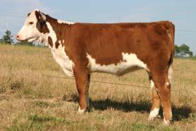 Stallings Polled Herefords Selling Choice 1 Lot 1 SPH Permiscuous 336X ET SPH PERMISCUOUS 336X ET P43112823 Calved: March 22, 2010 Tattoo: LE 336X/ RE SPH SB 122L GIT-R-DONE 19R ET {CHB}{HYF,IEF,DLF}
