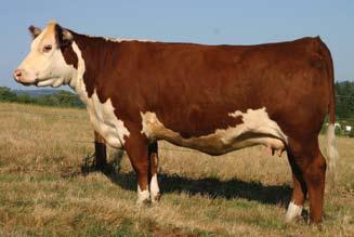 Stallings Polled Herefords 11 SPH BAR1 CLAIRE 220X P43111644 Calved: Feb.