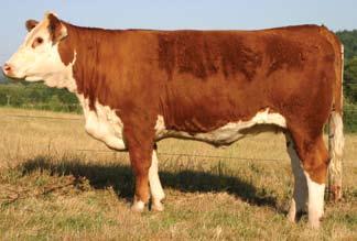 We became Hereford breeders relatively late in life. We were professors at the University of Oregon, but we became interested in purchasing rural property.