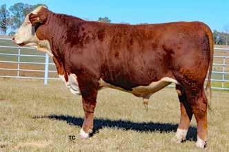 LE % 100 RE % 100 RMB 372Z WHITLOCK 703C Lot 17 18 RMB 372Z WHITLOCK 704C Calved: 09/02/2015 Bull P43624506 Tattoo: 704C Scurred DTF BELLISARUS 24F 426 MW LLL FARLEY 24F TPH VICTORIA 426 Z850 DTF