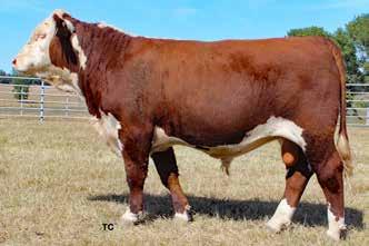 52/107 LE % 100 RE % 100 709C s dam, W662, has an average progeny WW ratio of 106.5, YW ratio of 105.5, FAT ratio of 83