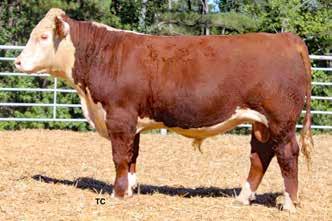 15/100 LE % RE % 680C s dam, 60S, has an average progeny WW ratio of 104 and YW ratio of 102.5. 58 665/93 1043/93 13.17/98 1.26 2.