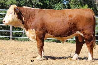 38 WHITEHAWK 225 BEEFMAKER 987C Calved: 09/14/2015 Bull P43622427 Tattoo: 987C Polled +$ 11 +$ 9 WCF VICTOR S97 M766 CES VICTOR 336 S97 WCF VICTORIA S87 M766 T478 DOD CES VICKY R125 T256