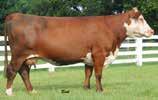 10 3.06/105 LE % 100 RE % 100 921C s dam, T487, has an average progeny WW ratio of 102.1, FAT ratio of 89 and REA ratio of 103.3. 225Y Sons 108 759/104 1289/108 14.76/112 1.15 2.