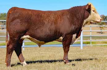 225Y Sons 40 WHITEHAWK 225 BEEFMAKER 957C Calved: 08/24/2015 Bull P43615798 Tattoo: 957C Polled +$ 12 WPH VICTOR 71I 6058 8111 DRF JWR PRINCE VICTOR 71I WCF VICTORIA 8111 A103 WPH VICTORIA 1216 6058