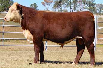 44 RMB 225Y WHITLOCK 729C Calved: 09/16/2015 Bull P43624570 Tattoo: 729C Polled +$ 23 DTF BELLISARUS 24F 426 MW LLL FARLEY 24F TPH VICTORIA 426 Z849 DTF ADELIE 117F 005 P43404587 DVR REDMOND VICTRA