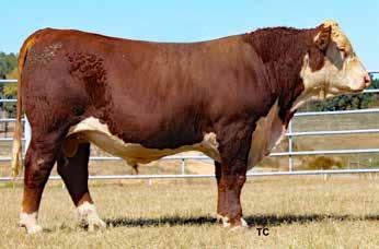 27/139 LE % 80 RE % 90 Featured Herd Sire Prospect! 729C is the No. 1 REA ratioing bull of the sale offering @ 134. No. 2 IMF ratioing bull of the sale offering @ 139.