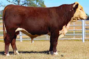 98 2.09/89 LE % 100 RE % 90 RMB 225Y WHITLOCK 749C Lot 52 54 RMB 225Y WHITLOCK 751C Calved: 10/01/2015 Bull P43628134 Tattoo: 751C Horned +$ 23 TPH XPRESS S223 X400 TPH CROOK 29F S223 SC MS
