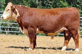 028C s Donor Dam, Z298, has an average progeny BW ratio of 93 and REA ratio of 100.