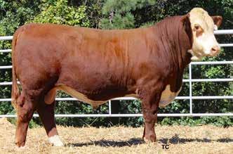 57/117 LE % 60 RE % 40 919C s dam, 233Y, has an average progeny BW ratio of 97.7 and IMF ratio of 114. 67 WHITEHAWK 918 BEEFMAKER 946C 68 623/95 1051/93 11.62/94 1.11 1.