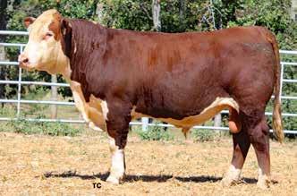 1 IMF ratioing bull in the sale offering @ 146, the No. 1 WW ratioing bull @131 and the No. 1 YW ratioing bull @ 123.