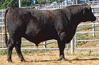 2108 CED BW WW YW Milk REA MARB Angus Sire +5 +1.6 +58 +92 +26 +.38 +.70 Angus Dam +8 -.5 +23 +53 +23 +.33 +.62 Commercial Angus Act. BW 77, Act. WW 676, Act.
