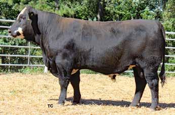 934 205 CED BW WW YW Milk REA MARB Angus Sire -7 +3.1 +62 +105 +13 +1.24 +.26 Angus Dam +7 +1.8 +33 +62 +23 -.03 +.24 Commercial Angus Act. BW 65, Act. WW 694, Act.