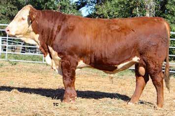 16 3.11/107 LE % 90 RE % 100 Featured Herd Sire Prospect! 942C s dam 348Z has become a rising star in the White Hawk Ranch program.