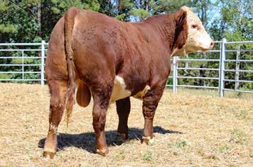 942C is a maternal brother to Whitehawk 1016 Beefmaker 701B, herd sire for White Hawk Ranch and Harvey Ranch, Okeechobee, FL. 942C s sire, 372Z, has average progeny ratios of WW @ 100.3; YW @100.