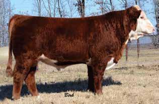 LE % 100 RE % 100 LE % 100 RE % 100 Outstanding flush combining two of the elite cows in the Hereford breed; Dam of Distinction and Donor Dam, KCF Miss H142 L332, and Donor Dam, Grandview CMR Miss