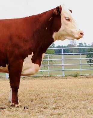 372Z/X221 Sons WHR RMB 372Z BEEFMAKER 024CET Lot 7 7 8 GRANDVIEW CMR MISS VIC X221 Dam of Lots 4-8 and Lot 29.