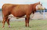 7, YW ratio of 105.3, FAT ratio of 94.3 and REA ratio of 102.3. 372Z Sons WHITEHAWK 372Z BEEFMAKER 967C Lot 13 HH MISS ADVANCE 6083S Dam of Lot 13.