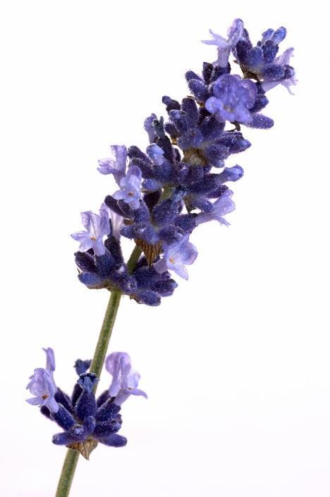 Lavender Make your Own Lavender Air-Freshener: In an 8 oz spray bottle, add 6-10 drops