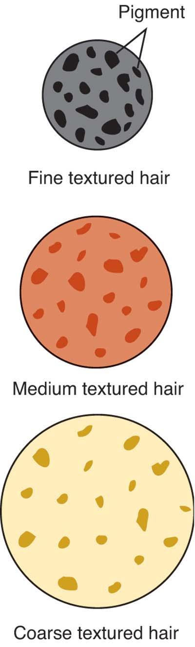 TEXTURE Fine hair pigment groups more tightly; color deposited in fine hair results in darker hair. Fine hair is less resistant to hair lightening. A milder bleach can be used.