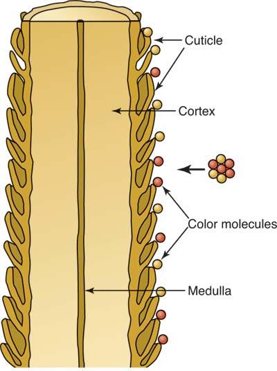 TEMPORARY COLOR Large molecules do not penetrate cuticle. Color coats the shaft only; creates a physical change in the hair.