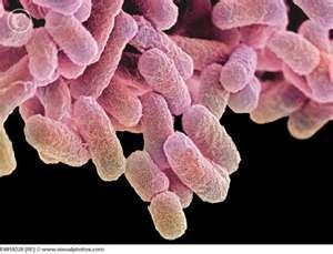 Gut Flora Consists of microorganisms that live in the digestive tracts of humans and many animals.