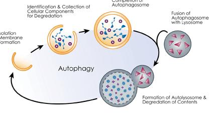 Autophagy, a highly conserved catabolic mechanism of quality control inside cells, is essential for the maintenance of cellular homeostasis and for the orchestration of an