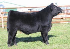RS Combustible 58C RHFS Beautys Ms Right Y58Hreference dam 43 consignor BD: 1/23/15 ASA# 2995536 Tattoo: 58C BW: 79 WW: 790 RS Combustible 58C by : Rincker Simmentals FBF1 Combustible SVF Steel Force