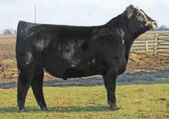 CRCC Ester 4412 8 2.1 61 93 6 21 52 0.28 0.67 116 A really thick, bold sprung, heavy muscled bull that will e sure to add a lot of eye-appeal and pounds to his calves.