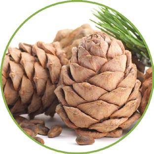 CEDARWOOD ATLAS Cedarwood Atlas has a st, tranquil and grounding fragrance. Unlike the other conifer type trees, Atlas Cedar Essential Oil brings instant inspiration yet calming, effect.