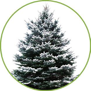 WHITE FIR (SILVER) White Fir Essential Oil is a soothing, gentle topical remedy for a variety skin disturbances. Known to relieve the itching and puffiness poison oak and poison ivy.