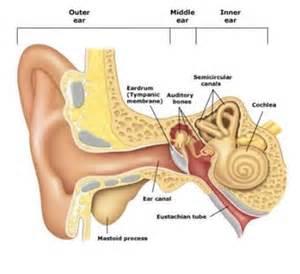 Tympanic membrane (TM) (ear drum)