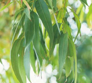 Essential oil from the eucalyptus acts anti-inflammatory and antiseptic.