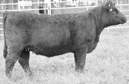 Her mating to our junior herd sire S Monte Carlo D will put you on the right track for success. Bred AI /2/1 to CCR Boulder A then pasture exposed to S Monte Carlo D from /1/1 to //1.