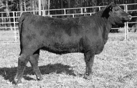1D is feminine and long and square in her hip just like her mother. Great cow family backing this young female! Bred /2/1 to CCR Pay Dirt 2C then pasture exposed to S Monte Carlo D from /1/1 to //1.