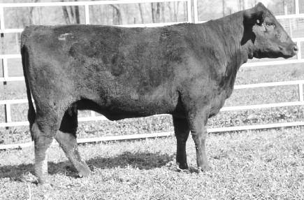 as a bred heifer from P Ranch. Her first calf was a very nice heifer that sold to James Gruenwald in Pensacola, FL. C has a long, productive life left before her.