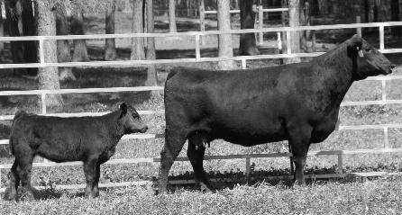 : CONNEALY REFLECON CONNEALY IMPRESSION PEARL PAY OF CONANGA 1 MYTTY IN FOCUS CRF FOCUS OF DUCHESS LEON LASSIE OWNER: ANDERSON SIENTAL, ST. PAUL, NE Co-Owned by Select Cattle Enterprises.