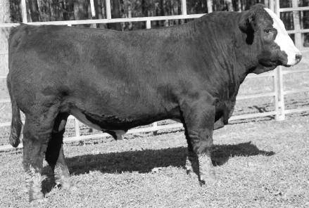 All of these bulls have powered up in the days since their pictures were taken. Come view them in person to see the tremendous quality..2. 2 day test gain.2. Scrotal. cm.