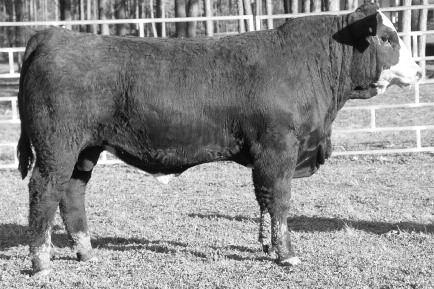 : PMS PRINCIPAL 1U PMS DISNGUISHED B MISS P S Powerful blaze faced bull that had a ratio on ribeye area. Use him on cows. He will weigh 1# plus on sale day. 1.21. 2 day test gain.2. Scrotal 1 cm.