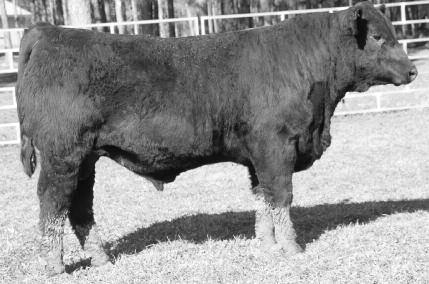 : 2 Adj. : RRJS STEEL FOR 1U PMS MS FORTUNE 1B MISS P X2 22E is a complete made, balanced and attractive bull. He is stout featured and straight topped. We like the Rancher sons..1. 2 day test gain.