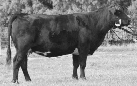 NLC Upgrade has been one of the most widely used and respected Simmental sires to ever come along.
