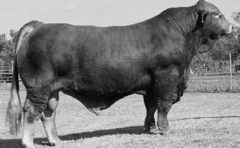 and productive donors. She has produced several bull test winners and sale high sellers.