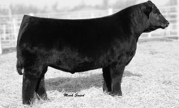 The mother of the famed Johnny Walker Black, her name is in some of the finest pedigrees in the Simbrah breed, touching almost every progressive herd